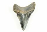 Serrated, Juvenile Megalodon Tooth - South Carolina #196166-1